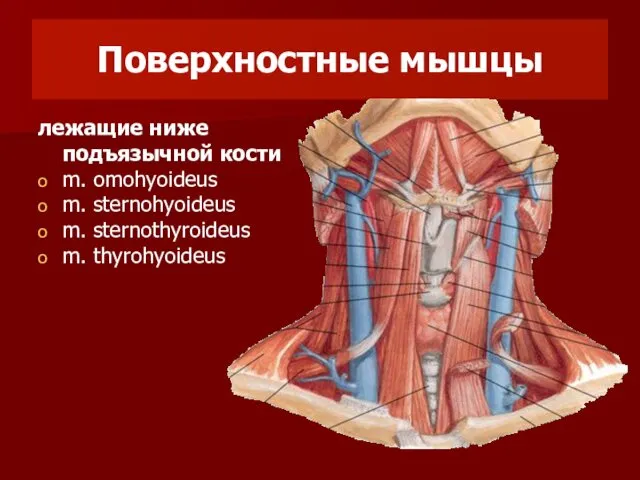 Поверхностные мышцы лежащие ниже подъязычной кости m. omohyoideus m. sternohyoideus m. sternothyroideus m. thyrohyoideus