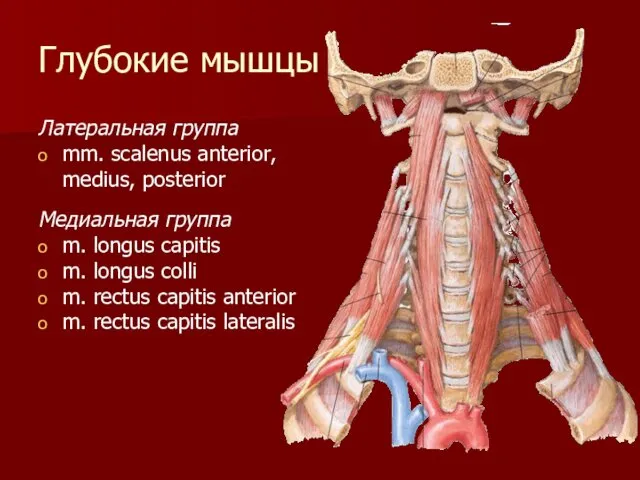 Глубокие мышцы Латеральная группа mm. scalenus anterior, medius, posterior Медиальная группа