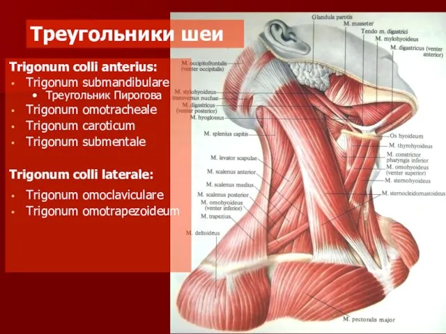 Trigonum colli anterius: Trigonum submandibulare Треугольник Пирогова Trigonum omotracheale Trigonum caroticum