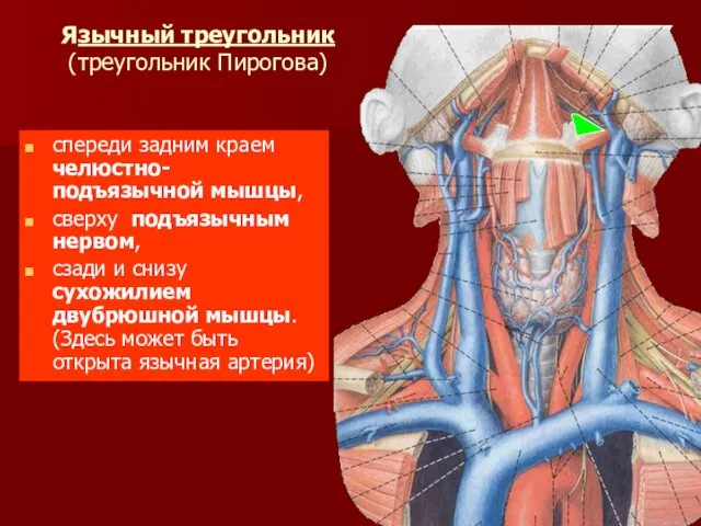 Язычный треугольник (треугольник Пирогова) спереди задним краем челюстно-подъязычной мышцы, сверху подъязычным