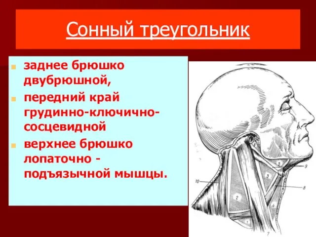 Сонный треугольник заднее брюшко двубрюшной, передний край грудинно-ключично-сосцевидной верхнее брюшко лопаточно - подъязычной мышцы.