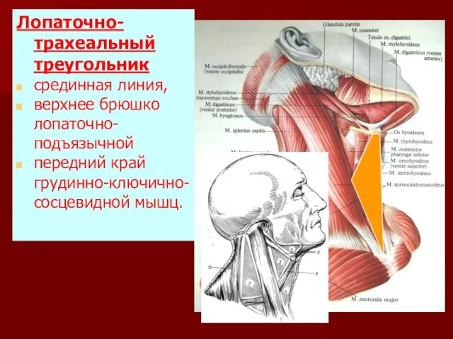 Лопаточно-трахеальный треугольник срединная линия, верхнее брюшко лопаточно-подъязычной передний край грудинно-ключично-сосцевидной мышц.