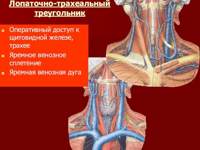 Лопаточно-трахеальный треугольник Оперативный доступ к щитовидной железе, трахее Яремное венозное сплетение Яремная венозная дуга