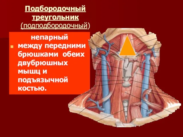 Подбородочный треугольник (подподбородочный) непарный между передними брюшками обеих двубрюшных мышц и подъязычной костью.