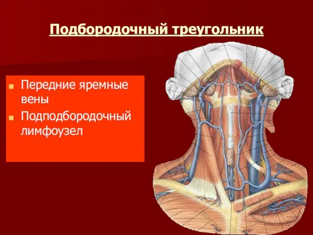 Подбородочный треугольник Передние яремные вены Подподбородочный лимфоузел