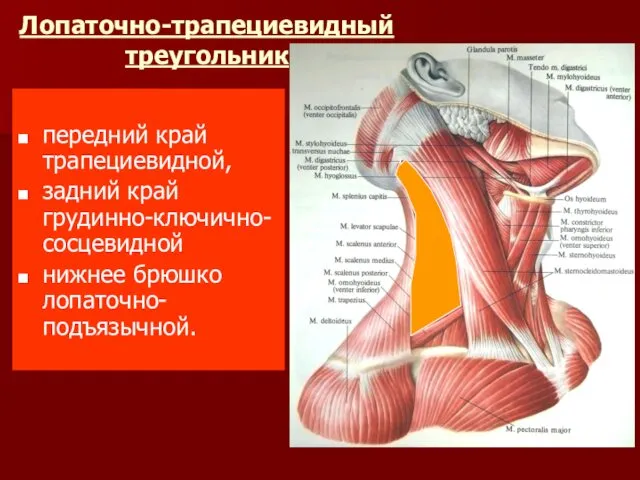 Лопаточно-трапециевидный треугольник передний край трапециевидной, задний край грудинно-ключично-сосцевидной нижнее брюшко лопаточно-подъязычной.