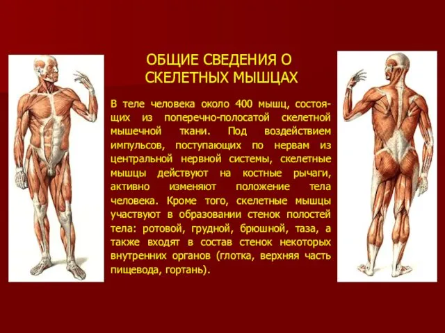 ОБЩИЕ СВЕДЕНИЯ О СКЕЛЕТНЫХ МЫШЦАХ В теле человека около 400 мышц,