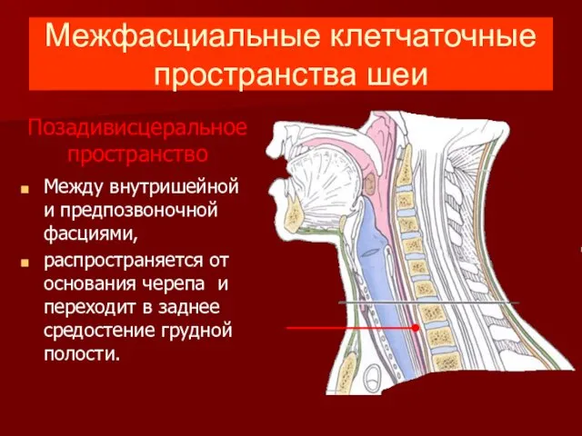 Позадивисцеральное пространство Между внутришейной и предпозвоночной фасциями, распространяется от основания черепа