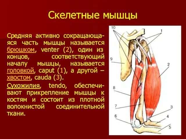 Скелетные мышцы Средняя активно сокращающа-яся часть мышцы называется брюшком, venter (2),