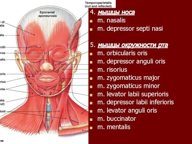 4. мышцы носа m. nasalis m. depressor septi nasi 5. мышцы