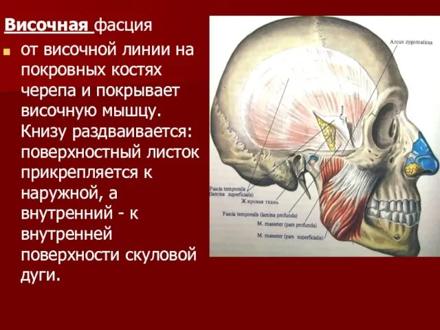 Височная фасция от височной линии на покровных костях черепа и покрывает