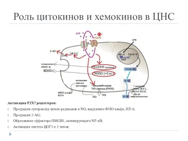 Роль цитокинов и хемокинов в ЦНС Активация Р2Х7 рецепторов: Продукция супероксид-анион-радикалов