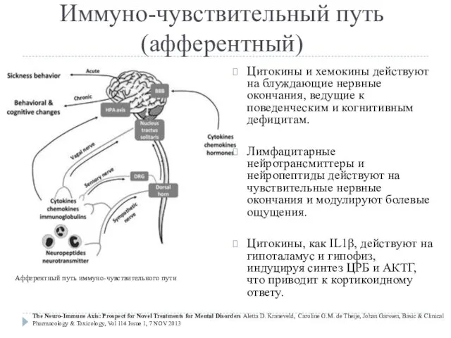 Иммуно-чувствительный путь (афферентный) Цитокины и хемокины действуют на блуждающие нервные окончания,