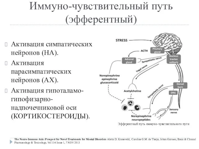 Иммуно-чувствительный путь (эфферентный) Активация симпатических нейронов (НА). Активация парасимпатических нейронов (АХ).