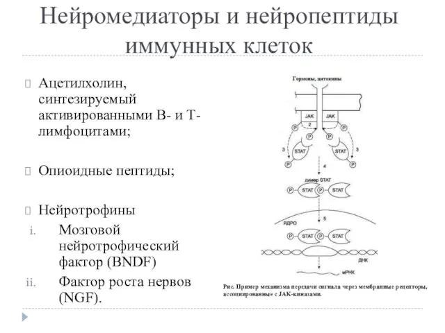 Нейромедиаторы и нейропептиды иммунных клеток Ацетилхолин, синтезируемый активированными В- и Т-лимфоцитами;