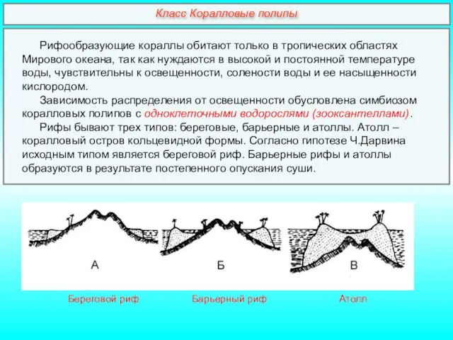 Рифообразующие кораллы обитают только в тропических областях Мирового океана, так как