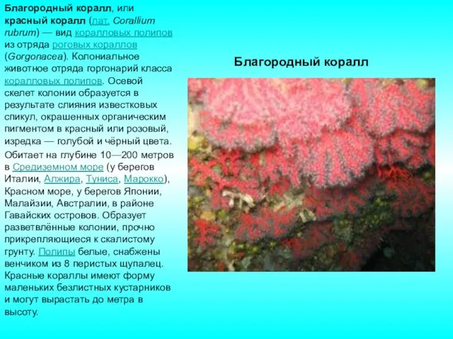 Благородный коралл Благородный коралл, или красный коралл (лат. Corallium rubrum) —