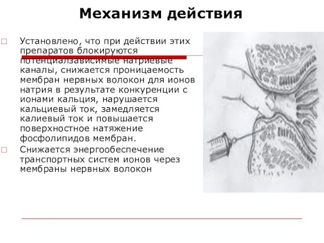 Механизм действия Установлено, что при действии этих препаратов блокируются потенциалзависимые натриевые