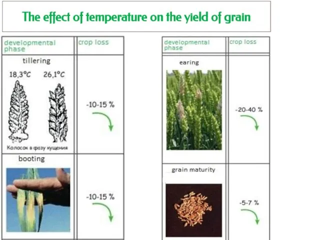 The effect of temperature on the yield of grain
