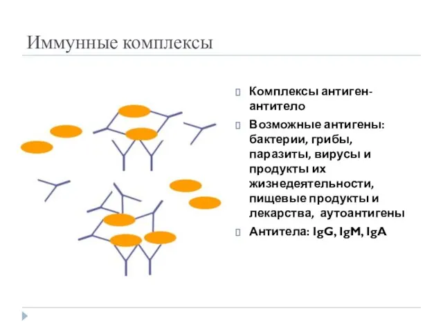 Иммунные комплексы Комплексы антиген-антитело Возможные антигены: бактерии, грибы, паразиты, вирусы и