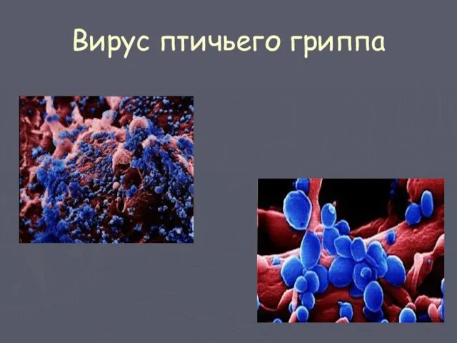 Вирус птичьего гриппа