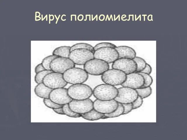 Вирус полиомиелита