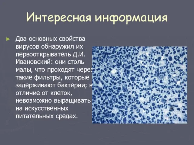 Интересная информация Два основных свойства вирусов обнаружил их первооткрыватель Д.И.Ивановский: они