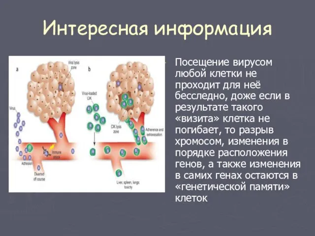 Интересная информация Посещение вирусом любой клетки не проходит для неё бесследно,