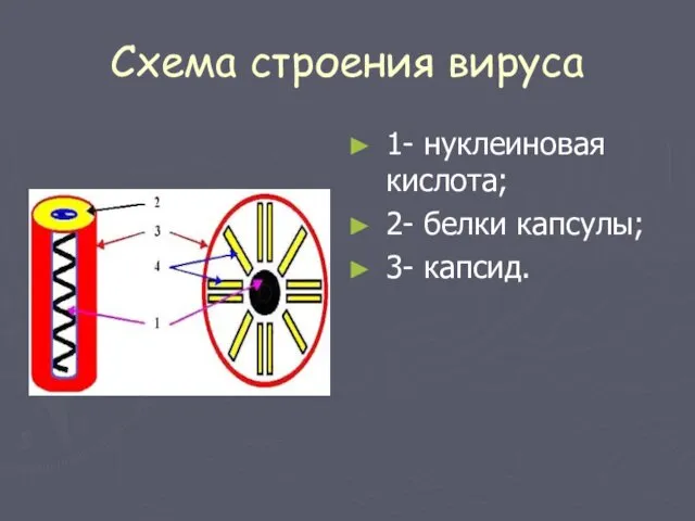 Схема строения вируса 1- нуклеиновая кислота; 2- белки капсулы; 3- капсид.