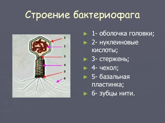 Строение бактериофага 1- оболочка головки; 2- нуклеиновые кислоты; 3- стержень; 4-