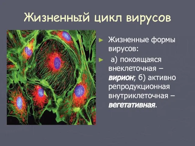 Жизненный цикл вирусов Жизненные формы вирусов: а) покоящаяся внеклеточная – вирион;