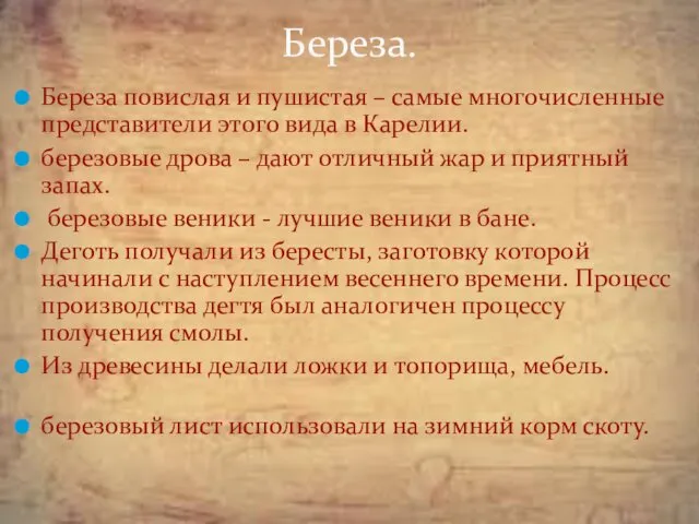 Береза повислая и пушистая – самые многочисленные представители этого вида в