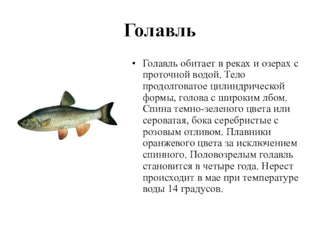 Голавль Голавль обитает в реках и озерах с проточной водой. Тело