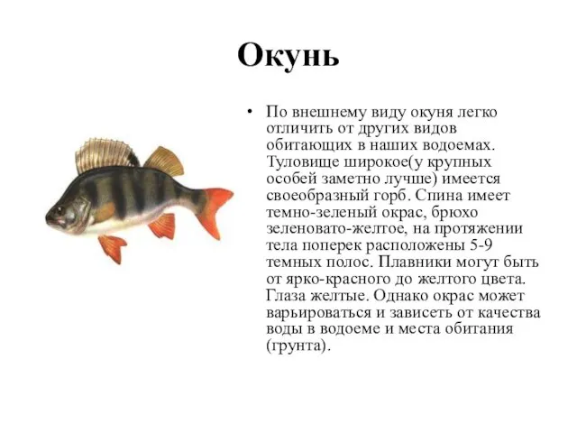 Окунь По внешнему виду окуня легко отличить от других видов обитающих