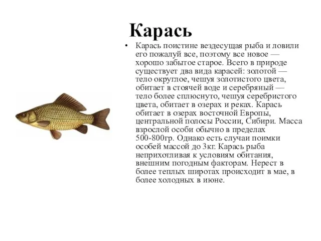 Карась Карась поистине вездесущая рыба и ловили его пожалуй все, поэтому