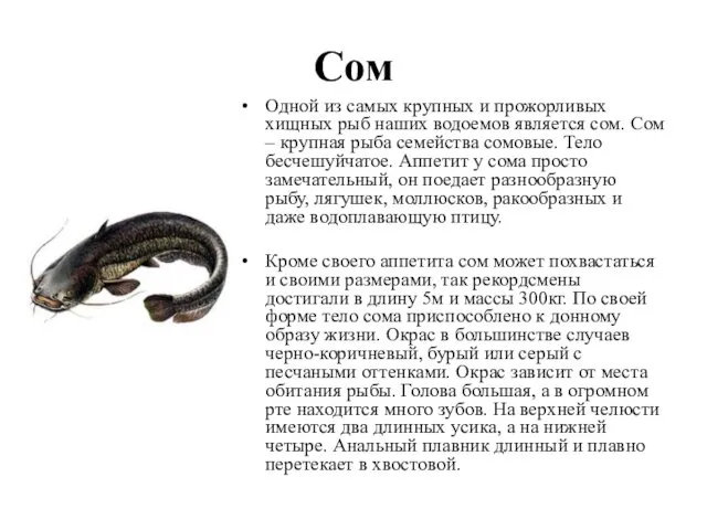 Сом Одной из самых крупных и прожорливых хищных рыб наших водоемов