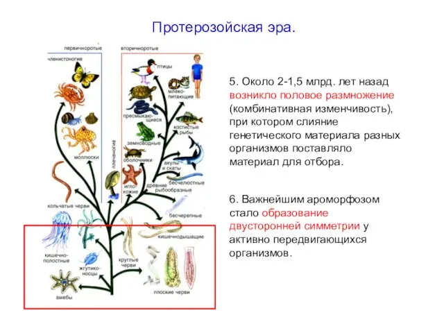 5. Около 2-1,5 млрд. лет назад возникло половое размножение (комбинативная изменчивость),