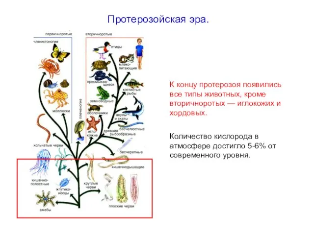К концу протерозоя появились все типы животных, кроме вторичноротых — иглокожих