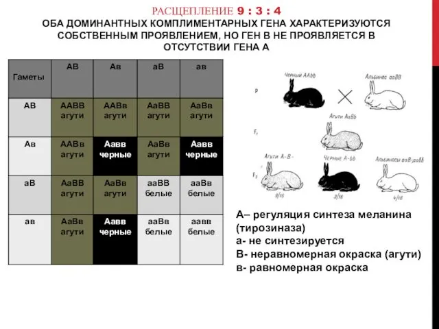 РАСЩЕПЛЕНИЕ 9 : 3 : 4 ОБА ДОМИНАНТНЫХ КОМПЛИМЕНТАРНЫХ ГЕНА ХАРАКТЕРИЗУЮТСЯ