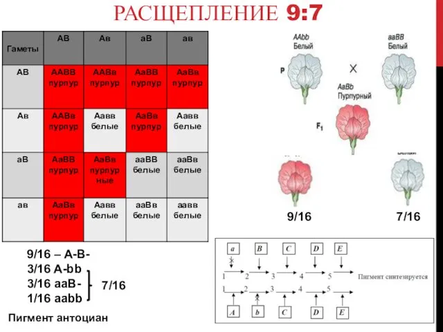 РАСЩЕПЛЕНИЕ 9:7 9/16 7/16 9/16 – A-B- 3/16 A-bb 3/16 aaB- 1/16 aabb 7/16 Пигмент антоциан