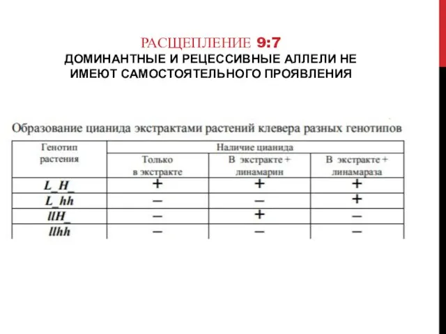 РАСЩЕПЛЕНИЕ 9:7 ДОМИНАНТНЫЕ И РЕЦЕССИВНЫЕ АЛЛЕЛИ НЕ ИМЕЮТ САМОСТОЯТЕЛЬНОГО ПРОЯВЛЕНИЯ