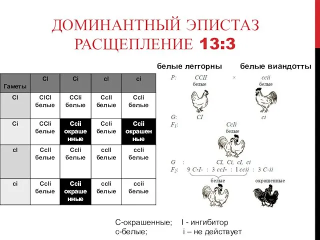 ДОМИНАНТНЫЙ ЭПИСТАЗ РАСЩЕПЛЕНИЕ 13:3 белые леггорны белые виандотты C-окрашенные; I -