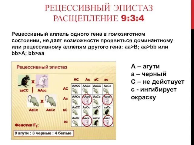 РЕЦЕССИВНЫЙ ЭПИСТАЗ РАСЩЕПЛЕНИЕ 9:3:4 Рецессивный аллель одного гена в гомозиготном состоянии,