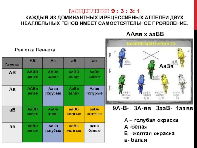 РАСЩЕПЛЕНИЕ 9 : 3 : 3: 1 КАЖДЫЙ ИЗ ДОМИНАНТНЫХ И