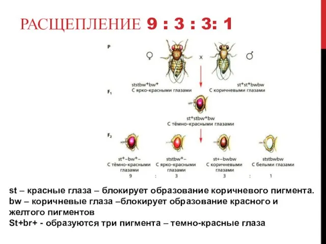 РАСЩЕПЛЕНИЕ 9 : 3 : 3: 1 st – красные глаза