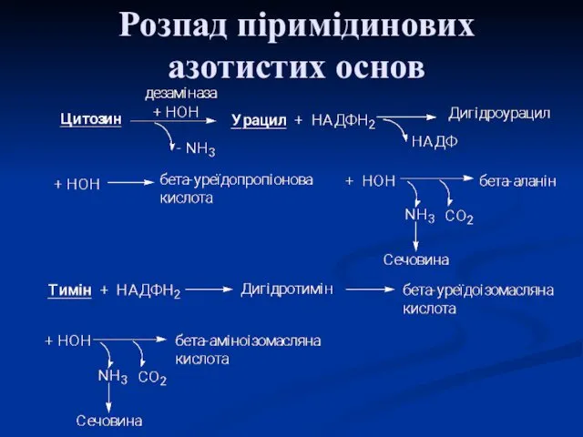 Розпад піримідинових азотистих основ