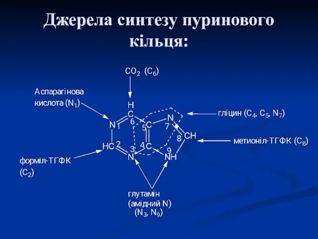 Джерела синтезу пуринового кільця: