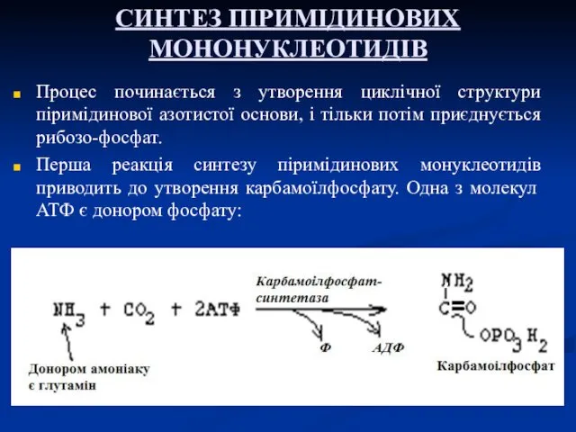 СИНТЕЗ ПІРИМІДИНОВИХ МОНОНУКЛЕОТИДІВ Процес починається з утворення циклічної структури піримідинової азотистої