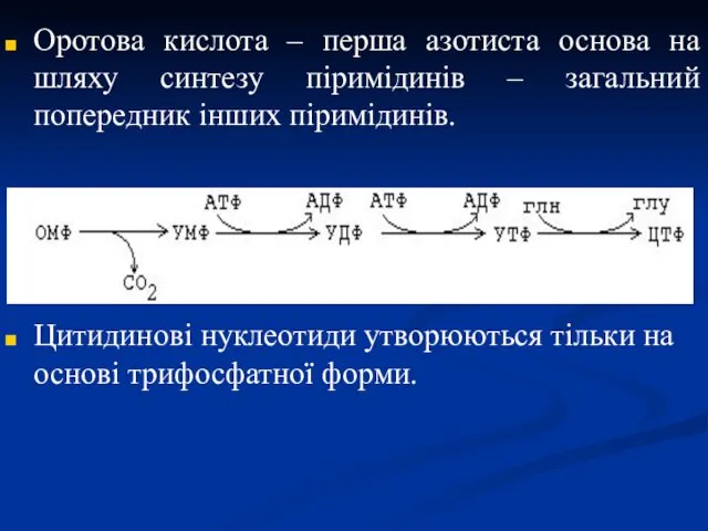 Оротова кислота – перша азотиста основа на шляху синтезу піримідинів –