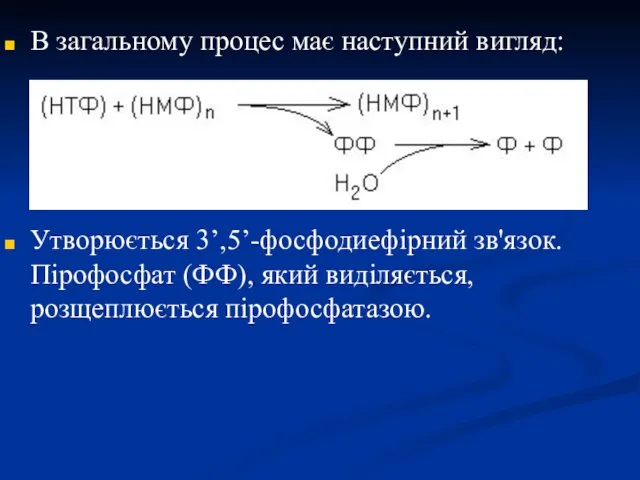 В загальному процес має наступний вигляд: Утворюється 3’,5’-фосфодиефірний зв'язок. Пірофосфат (ФФ), який виділяється, розщеплюється пірофосфатазою.